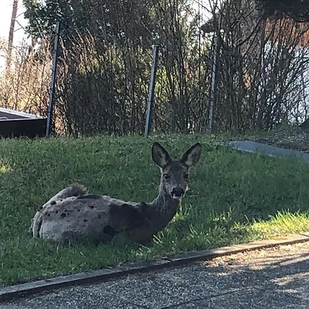 Alpenblick Διαμέρισμα